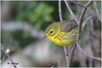 Paruline des prés / Dendroica discolor / Prairie Warbler