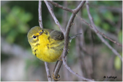 Paruline des prés / Dendroica discolor / Prairie Warbler