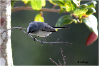Gobemoucheron gris-bleu / Polioptila caerulea / Blue-gray Gnatcatcher