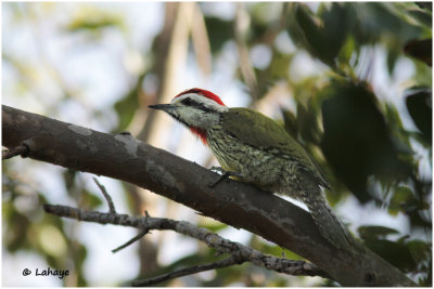 Pic poignardé / Xiphidiopicus percussus / Cuban Greene Woodpecker