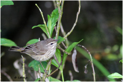 Paruline tigrée / Dendroica trigrina / Cape May Warbler