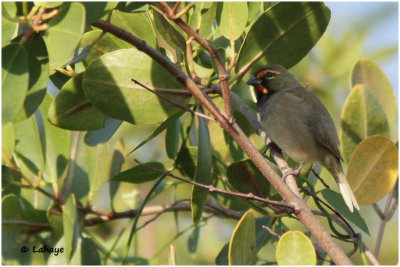Sporophile grand-chanteur / Tiaris olivaceus / Yellow-faced Grassquit
