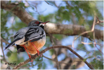 Merle Vantard / Turdus plumbeus / Red-legged Thrush