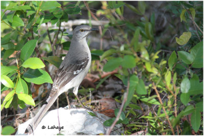 Moqueur polyglotte / Mimus polyglottos / Northern Mockingbird