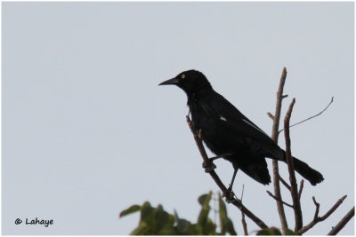 Quiscale noir / Quiscalus niger / Greater Antilean Grackle