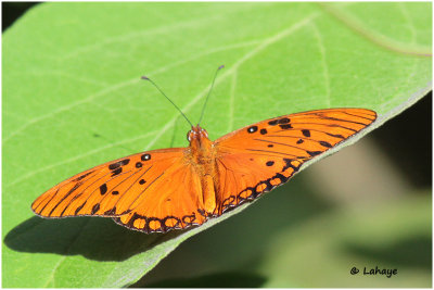 Golfe fritillaire / Agraulis vanillae / Gulf Fritillary