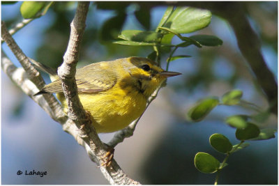 Paruline des prés / Setophaga discolor / Prairie Warbler