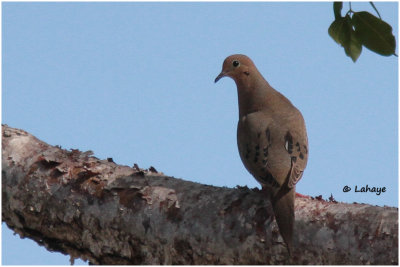 Tourterelle triste / Zenaida macroura / Mourning Dove