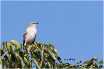 Moqueur polyglotte / Mimus polyglottos / Northern Mockingbird