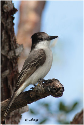 Tyran tête-police / Tyrannus caudifasciatus / Loggerhead Kingbird