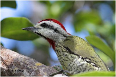 Pic poignardé / Xiphidiopicus percussus / Cuban Greene Woodpecker