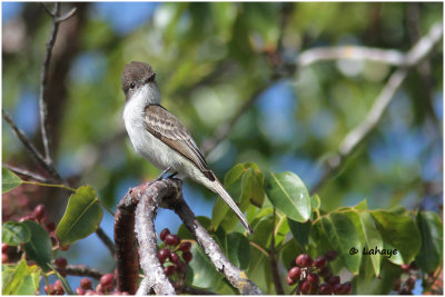 Tyran de la Sagra / Myiarchus sagrae / La Sagra's Flycatcher