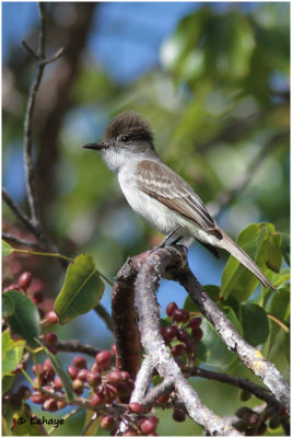 Tyran de la Sagra / Myiarchus sagrae / La Sagra's Flycatcher