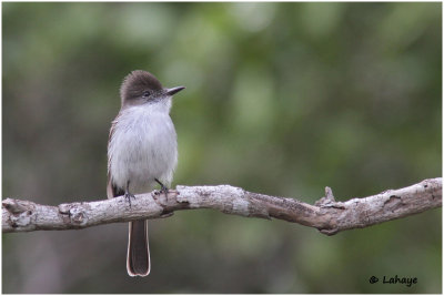 Tyran de la Sagra / Myiarchus sagrae / La Sagra's Flycatcher