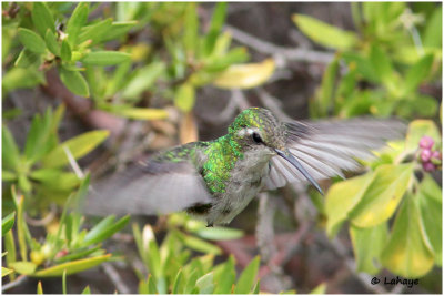 Émeraude de Ricard / Chlorostibon ricoldii / Cuban Emerald