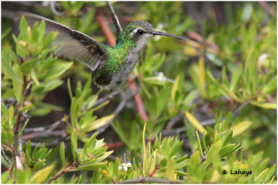 Émeraude de Ricard / Chlorostibon ricoldii / Cuban Emerald