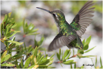 Émeraude de Ricard / Chlorostibon ricoldii / Cuban Emerald
