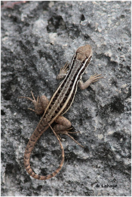 Lézard