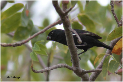 Sporophile negrito (Pèrinoir négrito) / Melopyrrha nigra / Cuban Bullfinch