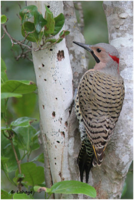 Pic flamboyant male / Colaptes auratus / Northern Flicker