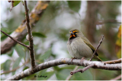 Cici grand-chanteur / Tiaris olivaceus / Yellow-faced Grassquit