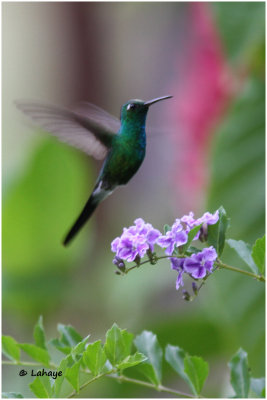 Émeraude de Ricard / Chlorostibon ricoldii / Cuban Emerald