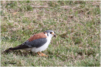 Crécerelle d'Amérique sparverioide / Falco sparverius / American Kestrel