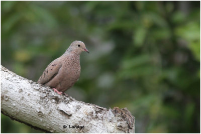 Colombe à queue noire / Columbina passerina / Common Ground-Dove