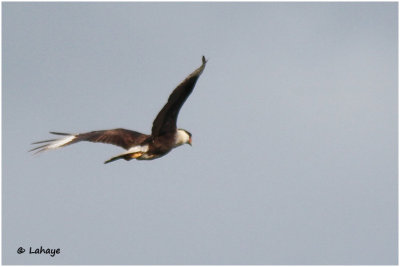 Caracara du Nord / Caracara cheriway / Northern Crested Caracara