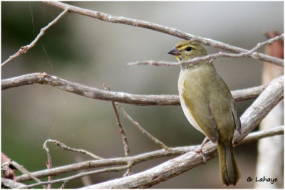 Cici grand-chanteur femelle / Tiaris olivaceus / Yellow-faced Grassquit