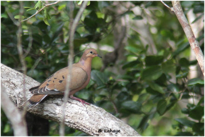 Tourterelle à queue carrée / Zenaida aurita / Zenalda Dove