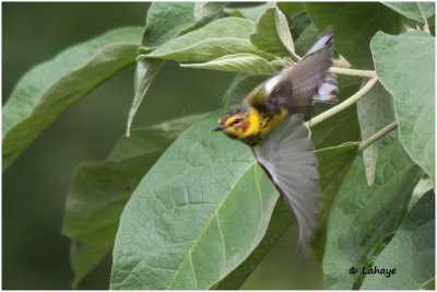 Paruline tigrée / Dendroica tigrina / Cape May Warbler