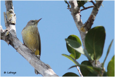 Paruline à couronne rousse / Dendroica palmarum / Palm Warbler