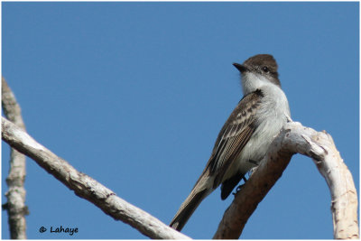 Tyran de la Sagra / Myiarchus sagrae / La Sagra's Flycatcher