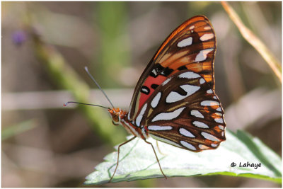 Golfe fritillaire / Agraulis vanillae / Gulf Fritillary