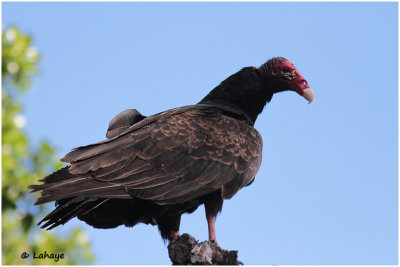 Urubu à tête rouge / Cathartes aura / Turkey Vulture