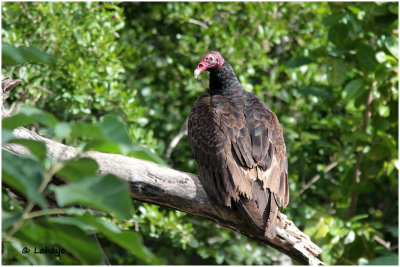 Urubu à tête rouge / Cathartes aura / Turkey Vulture