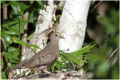 Colombe à queue noire / Columbina passerina / Common Ground-Dove