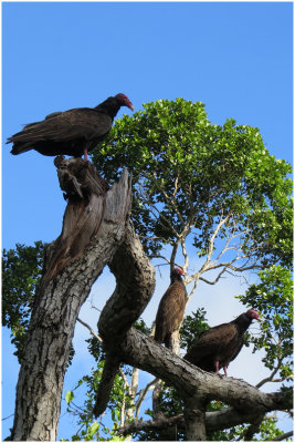 Urubus à tête rouge / Cathartes aura / Turkey Vultures