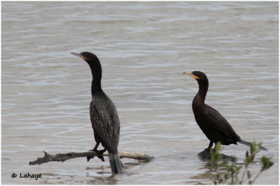 Cormorans vigua et à aigrettes / Phalacrocorax brasilianus , auritus / Neotropic and Double-crested Cormorants
