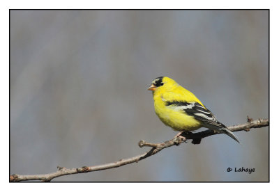 Chardonneret jaune / Carduelis tristis / American Goldfinch