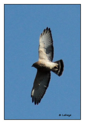 Petite buse / Buteo platypterus / Broad-winged Hawk