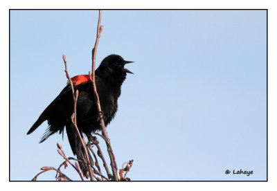 Carouge  paulettes / Agelatus phoeniceus / Red-winged Bleckbird