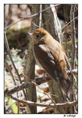 Grive fauve / Catharus fuscescens / Veery