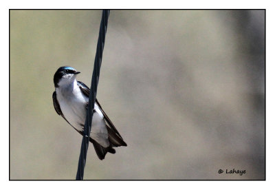 Hirondelle bicolore / Tachycineta bicolor / Tree Swallow