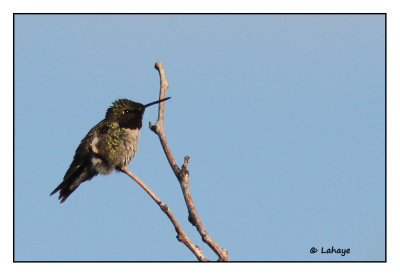 Colibri  gorge rubis / Archilochus colubris / Ruby-throated Hummingbird