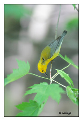 Paruline orange / Protonotaria citrea / Prothonotary Warbler