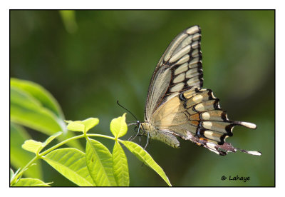 Grand porte-queue / Papileo cresphontes Cramer / Giant Swallowtail