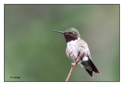 Colibri  gorge rubis / Archilochus colubris / Ruby-throated Hummingbird