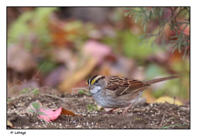 Bruant  gorge blanche / Zonotrichia albicollis / White-throated Sparrow